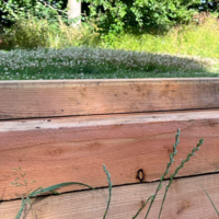 Højbed i lærketræ 1x2 meter - 50 cm højt